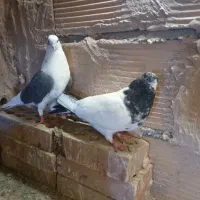 کبوترپرشی