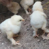 جوجه و تخم برهما لایت اصیل
