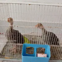 بوقلمون نر برنز