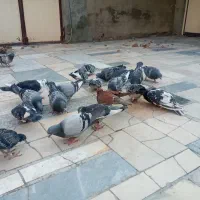 ۷جفت پلاکی جفتی ۷۰۰