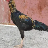 فروشی مرغ نره