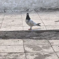 کبوتر شخی