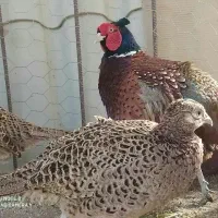 کود مرغ آمریکایی