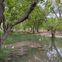 باغ-1000متری-4دیوار-2کله-شهریار-سندتک-برگ
