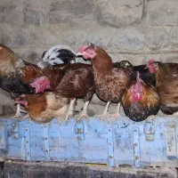 خروس|حیوانات مزرعه|زرنه, |دیوار