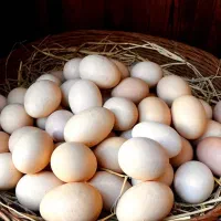 تخم  نطفه دار مرغ . اردک اسراییلی و..  تعداد بالا