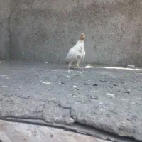 با سلام یک عدد ابلق زرد دم سفید نر