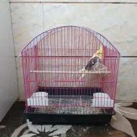 عروس هلندی نر دستی