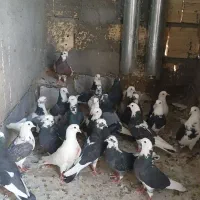 کفتر ابلق   نر ماده.   فروشی یکجا یکجا