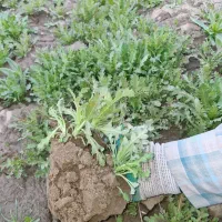 نشا بذر پاییزی