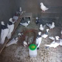 کبوتر