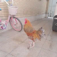 مرغ و خروس محلی و خروس برهما