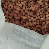 بذر بادام زمینی اطلس