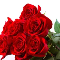 گل مصنوعی ، متن