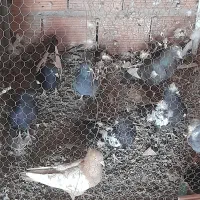 کفتر کبوتر
