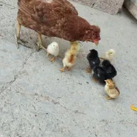 مرغ