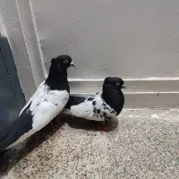 کبوتر سینه ایی