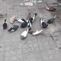 کفتر