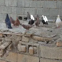 کبوتر|پرنده|خنجین, |دیوار