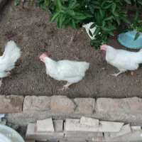 شش تامرغ ماشینی تخمگذار