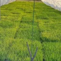 توم هاشمی پورمحصول