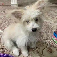 سگ پا کوتاه