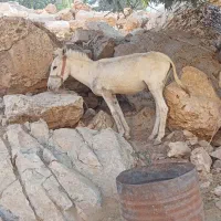 الاغ