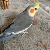 عروس هلندی مولد