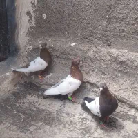 یک جفت بال سفیدبایه ماده بال سفید قهوه ایی