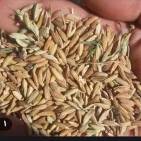 شلتوک یا برنج