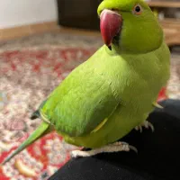 ملنگو رام چلوندنی و سخنگو