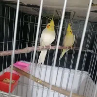 عروس هلندی نروماده