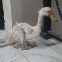 اردک زبل ۳ماهه