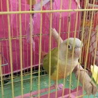 گرینچیک آناناسی ۷ ماهه