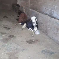 قوچ تخمی درجه یک پلنگی لخت
