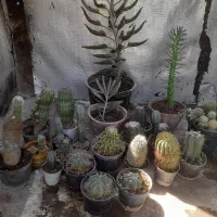 ۲۳ تا کاکتوس در انواع مختلف