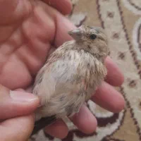 جوجه سهره وقناری