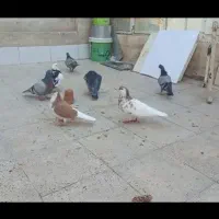 کبوتر ، کفتر