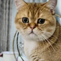 گربه بریتیش گارفیلدی