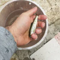 بچه قزل آلا