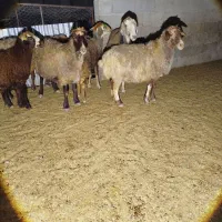 میش با بره