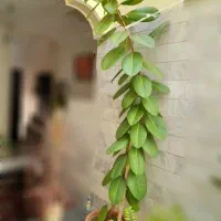 گل طبیعی فیکوس