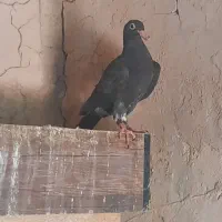 پرنده‌کبوتر‌
