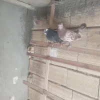 جفت نر دونه ۴۰۰
