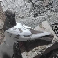 کبوتر|پرنده|زرین دشت (فارس), |دیوار