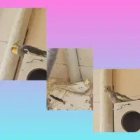 یک جفت عروس فوق العاده تخم گذار و یک عدد جوجه بزرگ