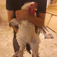 خروس برهما لایت با تخفیف