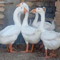 غوغازاوکراینی اصل