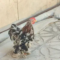 جوجه های نژاد دار