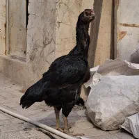 جوجه لاری